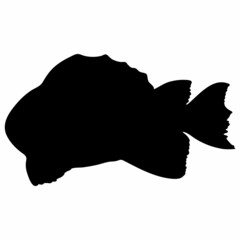 Fish Black Silhouette Illustration Isolated on White Background.