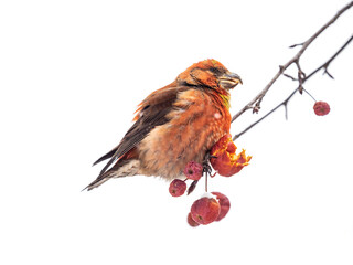 Red Crossbill male sitting on the tree branch and eats wild apple berries. Crossbill bird eats...