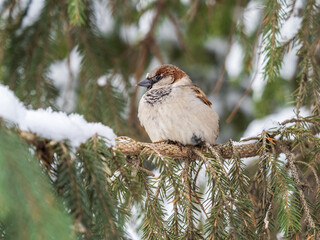 Sparrow sits on a fir branch with snow in winter