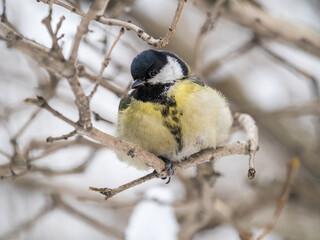 Cute bird Great tit, songbird sitting on a branch without leaves in the autumn or winter.