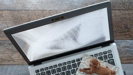 愛犬トイプードルの病気（腹部レントゲン写真）パソコン