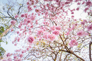 Beautiful branches of Pink trumpet trees or Tabebuia rosea flowers, Sakura pink cherry blossoms background.