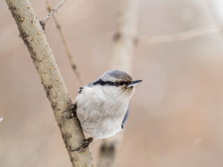 Eurasian nuthatch or wood nuthatch, lat. Sitta europaea, sitting on a tree branch with a blurred background.