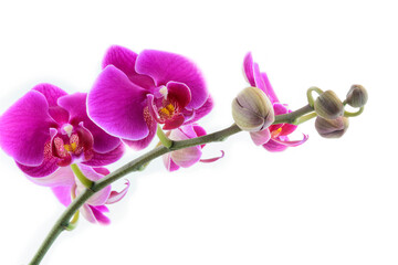 Fototapeta na wymiar  Beauty orchid flowers on white background