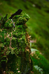 Beautiful ukrainian nature. Moss on tree in misty forest  during rainy day. Carpathian Mountains, Ukraine
