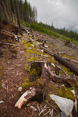 Fototapeta premium Illegal deforestation landscape view of cut trees . Concept of ecology, environment, global warming.