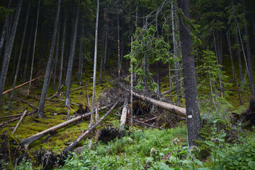 Illegal deforestation landscape view of cut trees . Concept of ecology, environment, global warming.