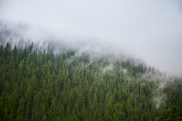 Beautiful ukrainian nature. Old and misty pine forest during rainy day. Carpathian Mountains, Gorgany, Ukraine