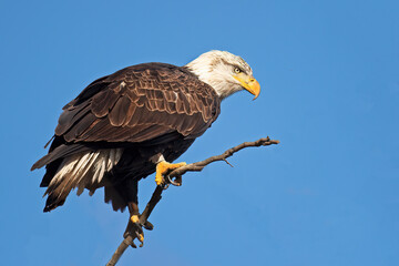 Bald Eagle Sitting in a Tree