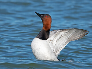 Male Canvasback Duck Displaying Wings