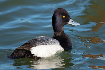 Male Lesser Scaup Duck Floating in River