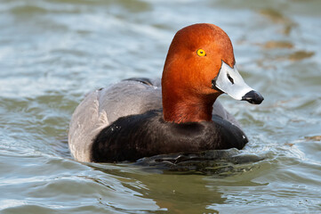 Male Redhead Duck in River
