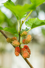 Mulberry fruit is beneficial.
