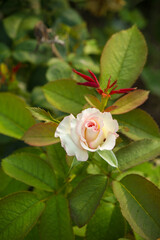 Rose is a spiky flower.