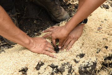 Hands planting a small plant.Caring for the environment from deforestation.Avoiding the
destruction of the environment. Sowing life.
