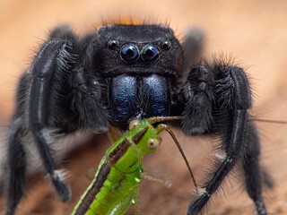 P1010115 close-up of Johnson's jumping spider, Phiddipus johnsoni, eating a juvenile drumming katydid cECP 2020