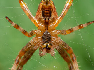 P8110396 close-up underside of a cross orbweaver spider, Araneus diadematus, on web cECP 2014