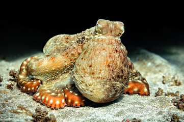 Octopus in the Red Sea close up, Marsa Alam, Egypt
