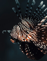 Fototapeta na wymiar Lion Fish close up in the Red Sea, Egypt
