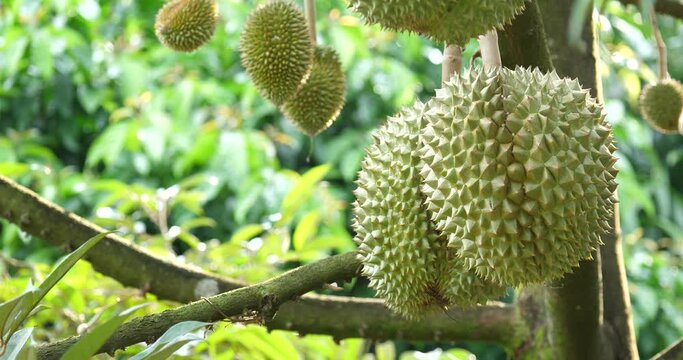 Farmer's hand checks durian on the tree, durian is growing