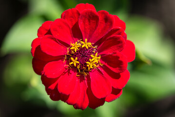 A closeup shot of a fiery red zinnia flower