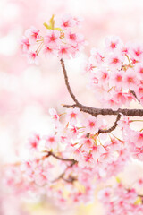 川津桜