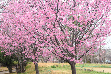 公園に咲く桜
