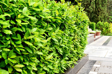 A hedge of topiary laurel bushes