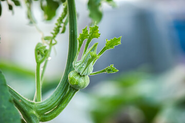 Small and growing gold pods