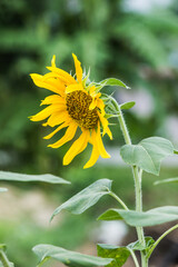  Helianthus