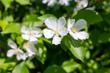 Close up apple blossom white flowers and blue sky spring background