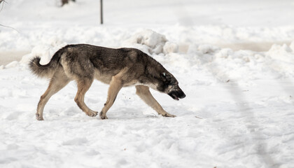 Fototapeta na wymiar Homeless dog in the winter in the park.