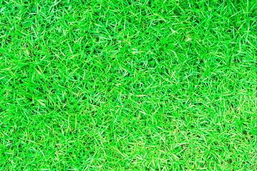 background green grass, mown meadow lawn top view. bright juicy summer spring background