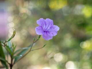Fototapeta na wymiar Beauty of wild flower. Blue petunias squarrosa or cufod ruellia in morning sunlight.