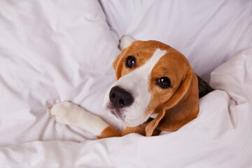 Cute dog beagle is lying in bed under a blanket and looking at the camera. Cozy homely atmosphere.