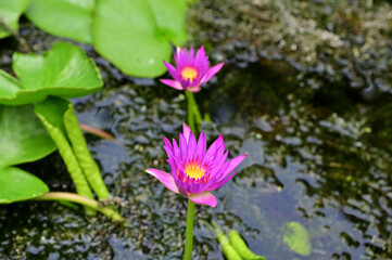Closeup of Beautiful Purple Lotus Flower is blooming with green leaf in the pond with natural background at Thailand.