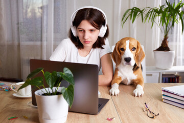 A young teenage girl with headphones is sitting with her dog beagle at her desk and working on a...