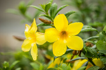 Bright yellow flowers bloom in rainy season.