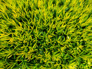 Yellow Croton Growing