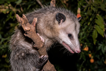 Virginia Opossum (Didelphis virginiana) in garden, Los Angeles, California, USA