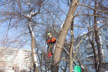 Tree surgeon. Working with a chainsaw. Sawing wood with a chainsaw.
