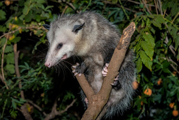 Virginia Opossum (Didelphis virginiana) in garden, Los Angeles, California, USA