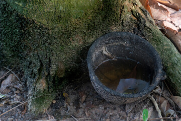 Black ceramic pot for supporting the latex placed on the ground where there is water. Placed on the...