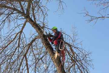 Tree surgeon. Working with a chainsaw. Sawing wood with a chainsaw.