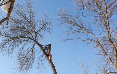 Woodcutter crowns trees in winter against a blue sky background