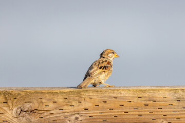 small sparrow perched on a fence post on a sunny day
