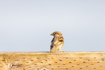 small brown sparrow sitting on board in summer