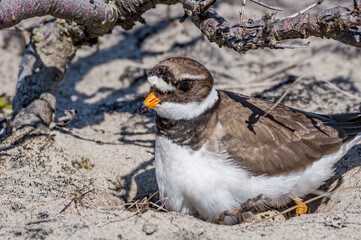Ringed Plover (Charadrius hiaticula) at nest in Barents Sea coastal area, Russia