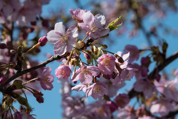 満開の河津桜