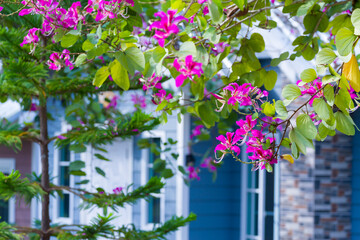 Bauhinia blakeana flower blooming